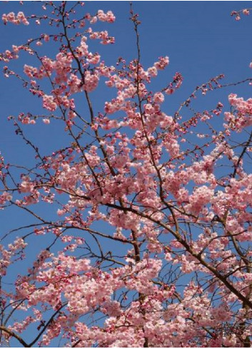 PRUNUS ACCOLADE