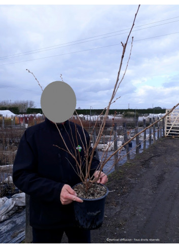 PRUNUS ACCOLADE En pot de 4-5 litres