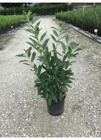 PRUNUS laurocerasus CAUCASICA En pot de 7-10 litres