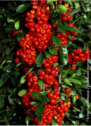 PYRACANTHA SAPHYR ROUGE