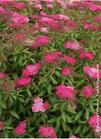 SPIRAEA japonica ANTHONY WATERER