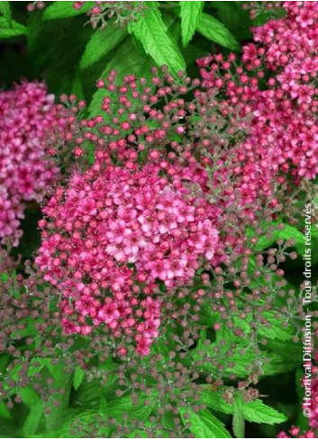 SPIRAEA japonica ANTHONY WATERER