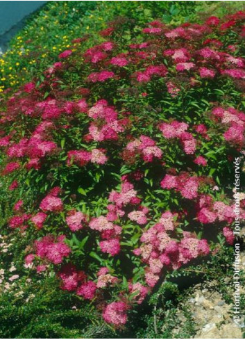 SPIRAEA japonica ANTHONY WATERER