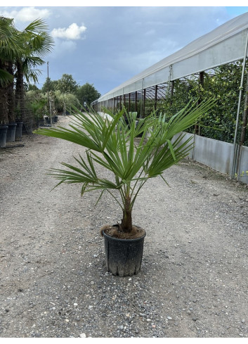 TRACHYCARPUS fortunei