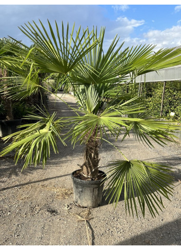 TRACHYCARPUS fortunei