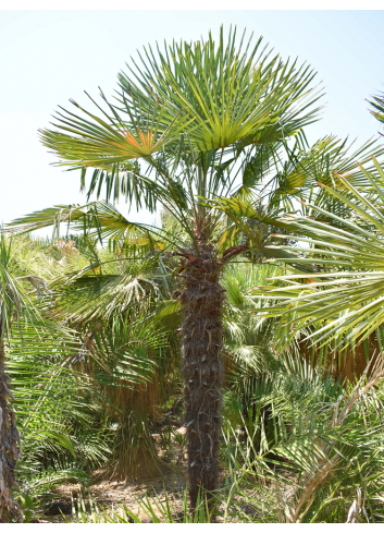 TRACHYCARPUS fortunei