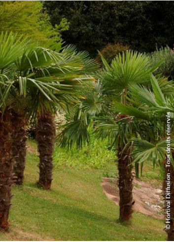 TRACHYCARPUS fortunei