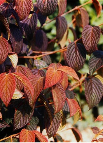 VIBURNUM plicatum MARIESII