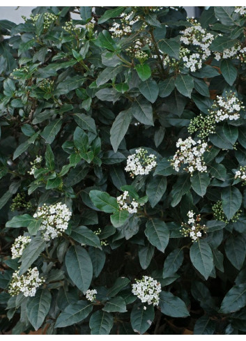 VIBURNUM tinus