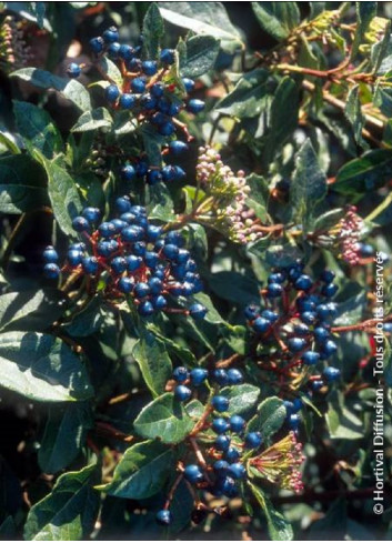 VIBURNUM tinus