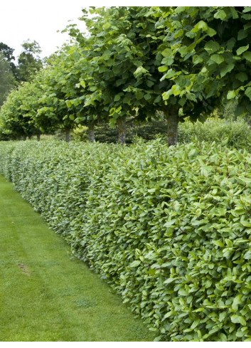 VIBURNUM tinus