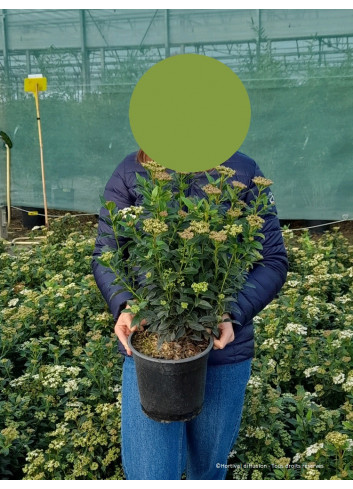 VIBURNUM tinus En pot de 4-5 litres