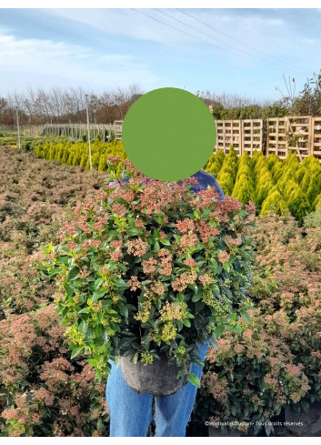 VIBURNUM tinus En pot de 10-12 litres