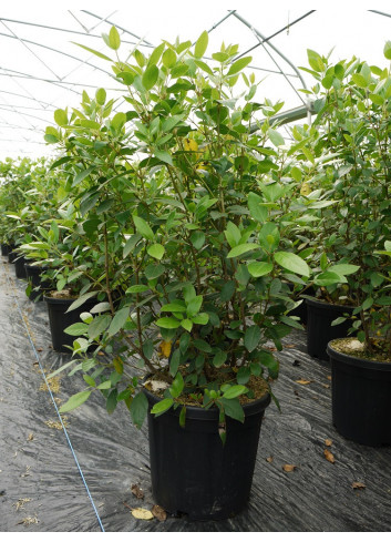 VIBURNUM tinus En pot de 15-20 litres