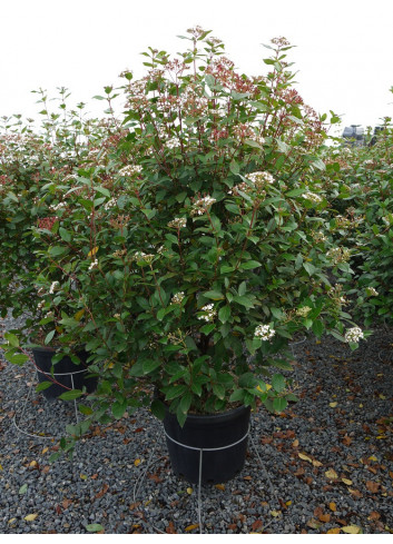 VIBURNUM tinus En pot de 35-50 litres