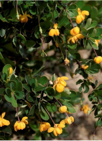 BERBERIS buxifolia NANA