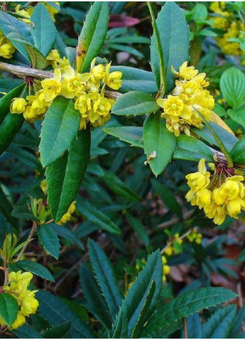 BERBERIS julianae