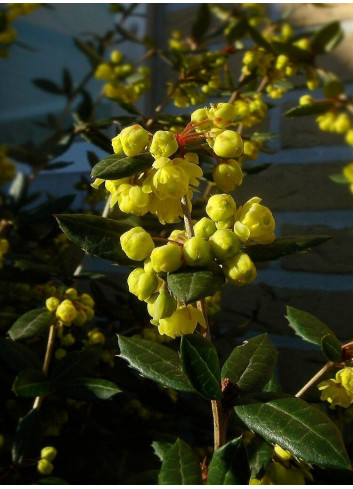 BERBERIS julianae