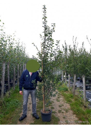 CARPINUS betulus En pot de 25-30 litres forme baliveau