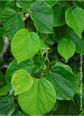 CERCIS siliquastrum