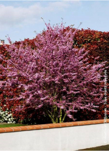 CERCIS siliquastrum