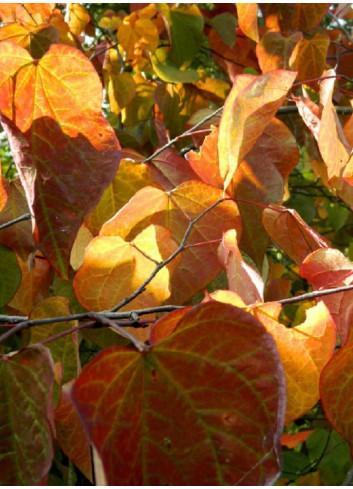 CERCIS siliquastrum