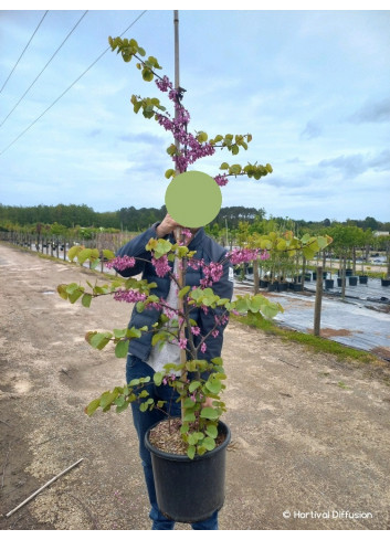 CERCIS siliquastrum En pot de 15-20 litres forme baliveau