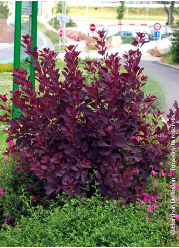 COTINUS coggygria ROYAL PURPLE