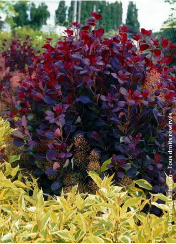 COTINUS coggygria ROYAL PURPLE