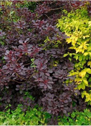 COTINUS coggygria ROYAL PURPLE