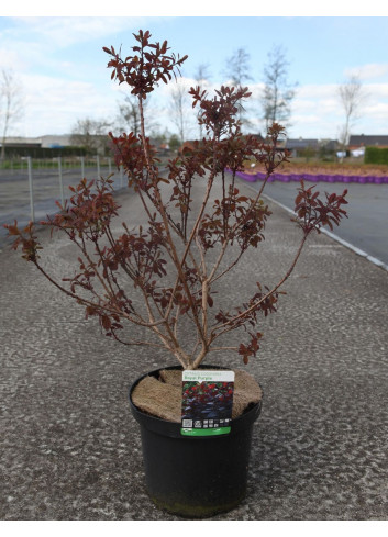 COTINUS coggygria ROYAL PURPLE En pot de 10-12 litres