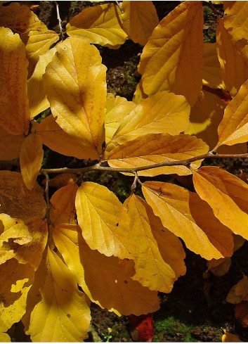 HAMAMELIS virginiana