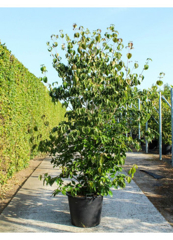 CORNUS kousa CHINENSIS En pot de 70-90 litres