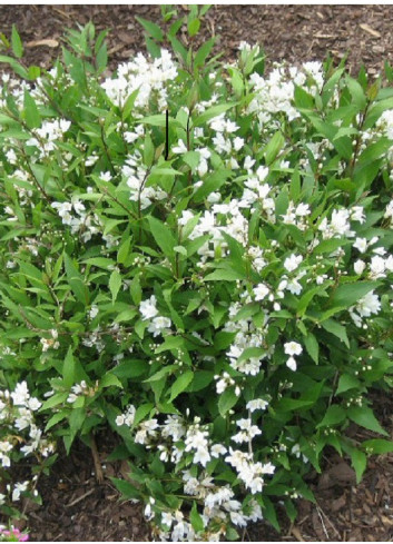 DEUTZIA gracilis NIKKO