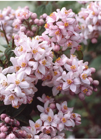 DEUTZIA hybrida MONT ROSE