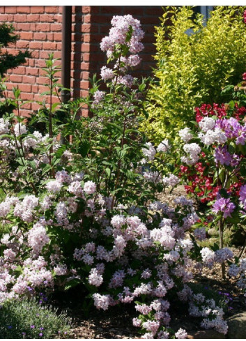 DEUTZIA hybrida MONT ROSE