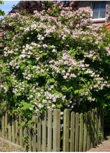 DEUTZIA hybrida MONT ROSE