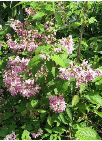 DEUTZIA hybrida PERLE ROSE