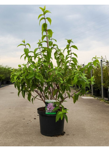 DEUTZIA hybrida PERLE ROSE En pot de 10-12 litres