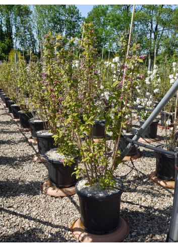 DEUTZIA hybrida PERLE ROSE En pot de 15-20 litres