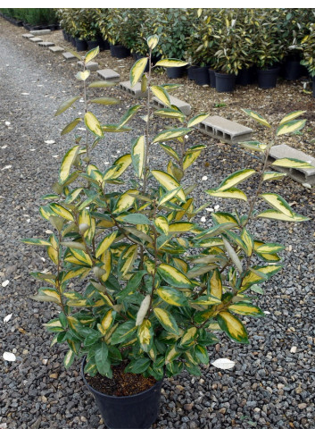 ELAEAGNUS ebbingei LIMELIGHT En pot de 7-10 litres