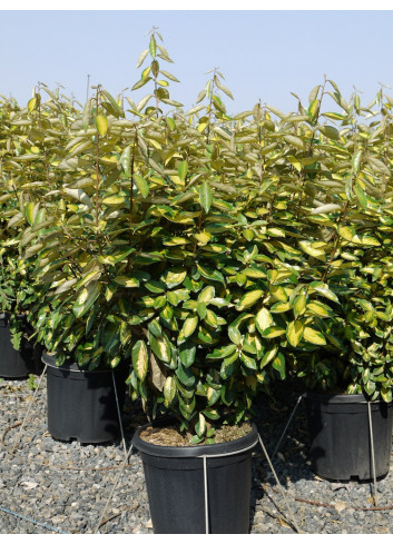 ELAEAGNUS ebbingei LIMELIGHT En pot de 15-20 litres