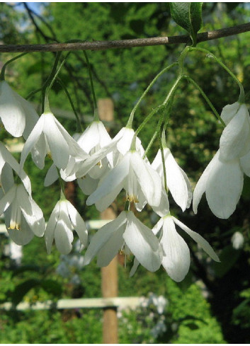 HALESIA carolina