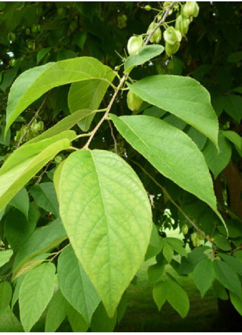 HALESIA carolina