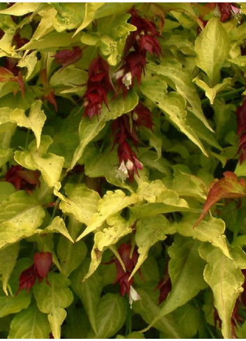 LEYCESTERIA formosa GOLDEN LANTERNS