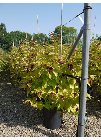 LEYCESTERIA formosa GOLDEN LANTERNS En pot de 15-20 litres