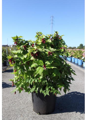 LEYCESTERIA formosa GOLDEN LANTERNSEn pot de 25-30 litres