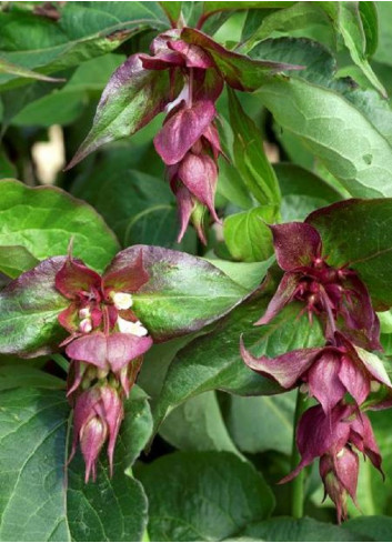 LEYCESTERIA formosa PURPLE RAIN