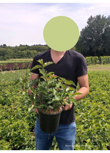 LEYCESTERIA formosa PURPLE RAIN En pot de 4-5 litres