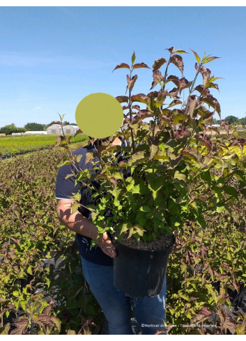 LEYCESTERIA formosa PURPLE RAIN En pot de 10-12 litres